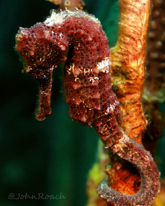 Longsnout Seahorse  Hippocampus reidi   Utila Honduras C.A. by John Roach 